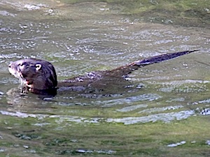Berry Springs River Otter Family